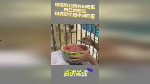 吃瓜小熊网名,揭秘网络世界的趣味与真相