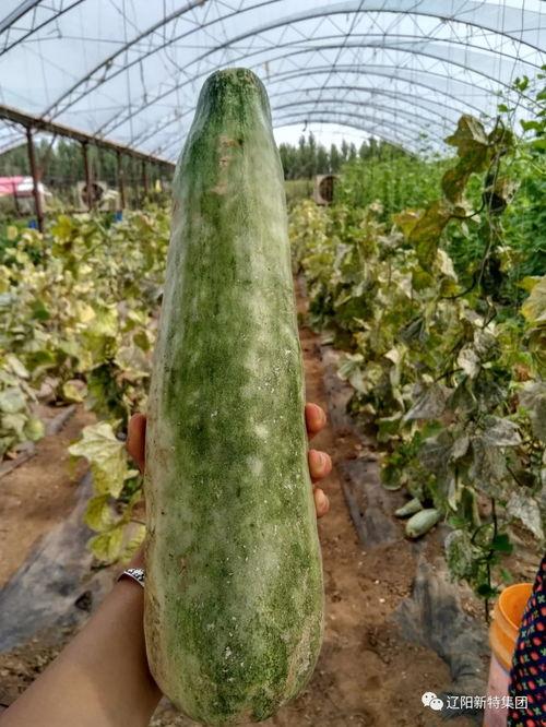 带你吃瓜铁岭,带你吃瓜，品味铁岭独特风味