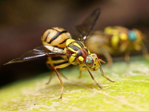 果实蝇吃瓜,揭秘瓜农的“甜蜜”烦恼