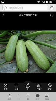 毛哥吃货什么瓜