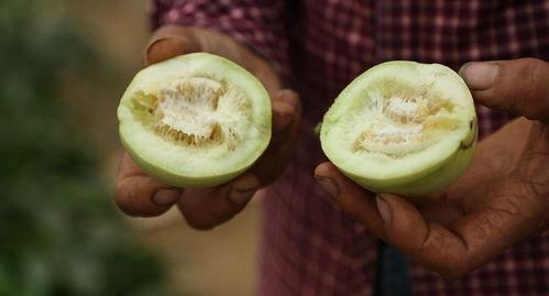 德化直播吃瓜,一场别开生面的“吃瓜”盛宴