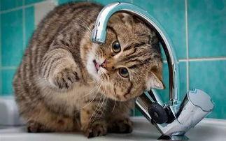 湖边吃瓜猫说话,猫儿吃瓜的悠闲时光